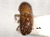  ( - CNC COLEO 00156208)  @11 [ ] CreativeCommons - Attribution (2012) CNC/CBG Photography Group Centre for Biodiversity Genomics