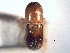  ( - CNC COLEO 00156210)  @11 [ ] CreativeCommons - Attribution (2012) CNC/CBG Photography Group Centre for Biodiversity Genomics