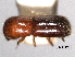  ( - CNC COLEO 00156227)  @11 [ ] CreativeCommons - Attribution (2012) CNC/CBG Photography Group Centre for Biodiversity Genomics