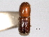 ( - CNC COLEO 00156229)  @11 [ ] CreativeCommons - Attribution (2012) CNC/CBG Photography Group Centre for Biodiversity Genomics