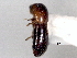  ( - CNC COLEO 00156233)  @11 [ ] CreativeCommons - Attribution (2012) CNC/CBG Photography Group Centre for Biodiversity Genomics