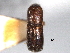  ( - CNC COLEO 00156235)  @11 [ ] CreativeCommons - Attribution (2012) CNC/CBG Photography Group Centre for Biodiversity Genomics