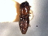  (Xyleborinus andrewesi - CNC COLEO 00156237)  @11 [ ] CreativeCommons - Attribution (2012) CNC/CBG Photography Group Centre for Biodiversity Genomics
