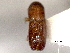  ( - CNC COLEO 00156243)  @11 [ ] CreativeCommons - Attribution (2012) CNC/CBG Photography Group Centre for Biodiversity Genomics