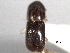  ( - CNC COLEO 00156245)  @11 [ ] CreativeCommons - Attribution (2012) CNC/CBG Photography Group Centre for Biodiversity Genomics