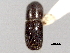  ( - CNC COLEO 00156247)  @11 [ ] CreativeCommons - Attribution (2012) CNC/CBG Photography Group Centre for Biodiversity Genomics