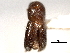  ( - CNC COLEO 00156249)  @11 [ ] CreativeCommons - Attribution (2012) CNC/CBG Photography Group Centre for Biodiversity Genomics