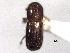  ( - CNC COLEO 00156251)  @11 [ ] CreativeCommons - Attribution (2012) CNC/CBG Photography Group Centre for Biodiversity Genomics