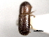  ( - CNC COLEO 00156253)  @11 [ ] CreativeCommons - Attribution (2012) CNC/CBG Photography Group Centre for Biodiversity Genomics