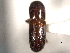  ( - CNC COLEO 00156261)  @11 [ ] CreativeCommons - Attribution (2012) CNC/CBG Photography Group Centre for Biodiversity Genomics