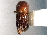  ( - CNC COLEO 00156272)  @11 [ ] CreativeCommons - Attribution (2012) CNC/CBG Photography Group Centre for Biodiversity Genomics