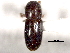  ( - CNC COLEO 00156298)  @11 [ ] CreativeCommons - Attribution (2012) CNC/CBG Photography Group Centre for Biodiversity Genomics