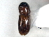  ( - CNC COLEO 00156300)  @11 [ ] CreativeCommons - Attribution (2012) CNC/CBG Photography Group Centre for Biodiversity Genomics