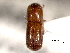  ( - CNC COLEO 00156310)  @11 [ ] CreativeCommons - Attribution (2012) CNC/CBG Photography Group Centre for Biodiversity Genomics