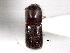  ( - CNC COLEO 00156313)  @11 [ ] CreativeCommons - Attribution (2012) CNC/CBG Photography Group Centre for Biodiversity Genomics