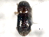  ( - CNC COLEO 00156315)  @11 [ ] CreativeCommons - Attribution (2012) CNC/CBG Photography Group Centre for Biodiversity Genomics