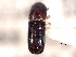  ( - CNC COLEO 00156316)  @11 [ ] CreativeCommons - Attribution (2012) CNC/CBG Photography Group Centre for Biodiversity Genomics
