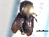  ( - CNC COLEO 00156324)  @11 [ ] CreativeCommons - Attribution (2012) CNC/CBG Photography Group Centre for Biodiversity Genomics