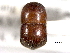  ( - CNC COLEO 00156347)  @11 [ ] CreativeCommons - Attribution (2012) CNC/CBG Photography Group Centre for Biodiversity Genomics