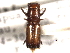  (Crossotarsus barbatus - CNC COLEO 00156398)  @11 [ ] CreativeCommons - Attribution (2012) CNC/CBG Photography Group Centre for Biodiversity Genomics