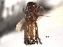  (Crossotarsus chalcographus - CNC COLEO 00156403)  @11 [ ] CreativeCommons - Attribution (2012) CNC/CBG Photography Group Centre for Biodiversity Genomics