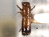  (Crossotarsus squamulatus - CNC COLEO 00156418)  @11 [ ] CreativeCommons - Attribution (2012) CNC/CBG Photography Group Centre for Biodiversity Genomics
