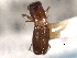  ( - CNC COLEO 00156423)  @11 [ ] CreativeCommons - Attribution (2012) CNC/CBG Photography Group Centre for Biodiversity Genomics