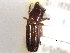  (Crossotarsus ursus - CNC COLEO 00156424)  @11 [ ] CreativeCommons - Attribution (2012) CNC/CBG Photography Group Centre for Biodiversity Genomics