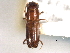  ( - CNC COLEO 00156426)  @11 [ ] CreativeCommons - Attribution (2012) CNC/CBG Photography Group Centre for Biodiversity Genomics