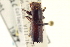  (Crossotarsus wallacei - CNC COLEO 00156427)  @11 [ ] CreativeCommons - Attribution (2012) CNC/CBG Photography Group Centre for Biodiversity Genomics