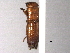  ( - CNC COLEO 00156437)  @11 [ ] CreativeCommons - Attribution (2012) CNC/CBG Photography Group Centre for Biodiversity Genomics
