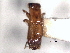  ( - CNC COLEO 00156445)  @11 [ ] CreativeCommons - Attribution (2012) CNC/CBG Photography Group Centre for Biodiversity Genomics