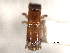  (Platypus artecostatus - CNC COLEO 00156447)  @11 [ ] CreativeCommons - Attribution (2012) CNC/CBG Photography Group Centre for Biodiversity Genomics