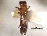  ( - CNC COLEO 00156448)  @11 [ ] CreativeCommons - Attribution (2012) CNC/CBG Photography Group Centre for Biodiversity Genomics