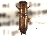 (Platypus compositus - CNC COLEO 00156469)  @11 [ ] CreativeCommons - Attribution (2012) CNC/CBG Photography Group Centre for Biodiversity Genomics