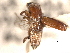  (Platypus externedentatus - CNC COLEO 00156487)  @11 [ ] CreativeCommons - Attribution (2012) CNC/CBG Photography Group Centre for Biodiversity Genomics