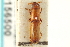  ( - CNC COLEO 00156500)  @11 [ ] CreativeCommons - Attribution (2012) CNC/CBG Photography Group Centre for Biodiversity Genomics
