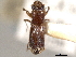  ( - CNC COLEO 00156515)  @11 [ ] CreativeCommons - Attribution (2012) CNC/CBG Photography Group Centre for Biodiversity Genomics