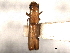  ( - CNC COLEO 00156517)  @11 [ ] CreativeCommons - Attribution (2012) CNC/CBG Photography Group Centre for Biodiversity Genomics