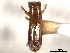  (Platypus pseudoterminatus - CNC COLEO 00156518)  @11 [ ] CreativeCommons - Attribution (2012) CNC/CBG Photography Group Centre for Biodiversity Genomics