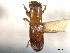  ( - CNC COLEO 00156519)  @11 [ ] CreativeCommons - Attribution (2012) CNC/CBG Photography Group Centre for Biodiversity Genomics