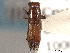  ( - CNC COLEO 00156525)  @11 [ ] CreativeCommons - Attribution (2012) CNC/CBG Photography Group Centre for Biodiversity Genomics