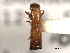  ( - CNC COLEO 00156527)  @11 [ ] CreativeCommons - Attribution (2012) CNC/CBG Photography Group Centre for Biodiversity Genomics