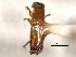  (Platypus shoreanus - CNC COLEO 00156538)  @11 [ ] CreativeCommons - Attribution (2012) CNC/CBG Photography Group Centre for Biodiversity Genomics