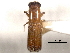  ( - CNC COLEO 00156539)  @11 [ ] CreativeCommons - Attribution (2012) CNC/CBG Photography Group Centre for Biodiversity Genomics