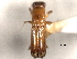  ( - CNC COLEO 00156540)  @11 [ ] CreativeCommons - Attribution (2012) CNC/CBG Photography Group Centre for Biodiversity Genomics