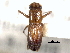  ( - CNC COLEO 00156556)  @11 [ ] CreativeCommons - Attribution (2012) CNC/CBG Photography Group Centre for Biodiversity Genomics