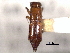  ( - CNC COLEO 00156559)  @11 [ ] CreativeCommons - Attribution (2012) CNC/CBG Photography Group Centre for Biodiversity Genomics