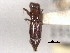  ( - CNC COLEO 00156560)  @11 [ ] CreativeCommons - Attribution (2012) CNC/CBG Photography Group Centre for Biodiversity Genomics