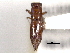  (Treptoplatypus micrurus - CNC COLEO 00156561)  @11 [ ] CreativeCommons - Attribution (2012) CNC/CBG Photography Group Centre for Biodiversity Genomics